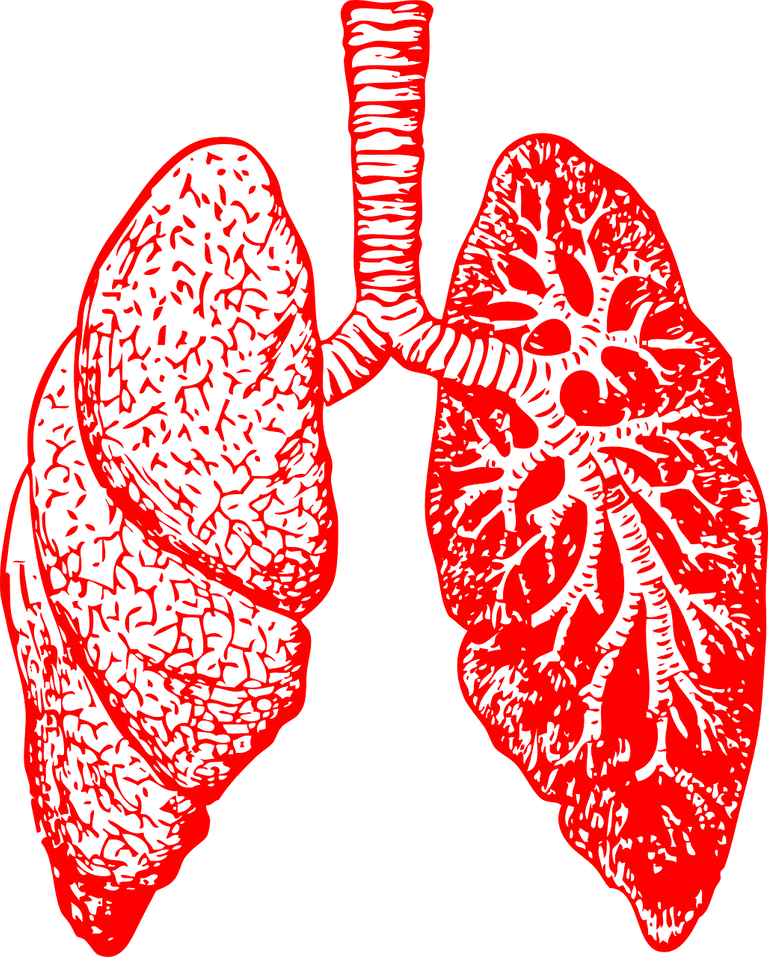 lungs-297492_1280.png
