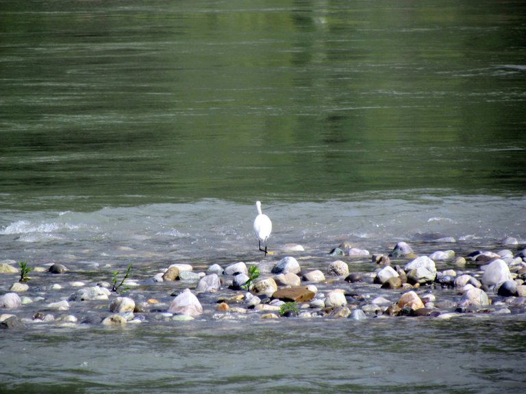 egret5.jpg