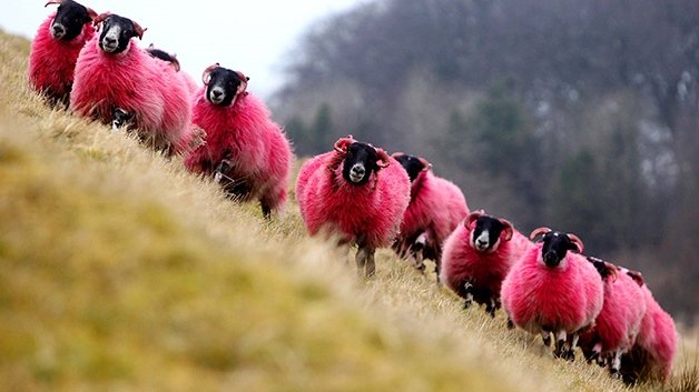 Red sheep Flock Scotland.jpg