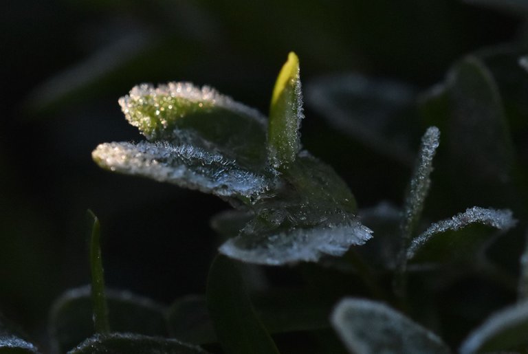 frozen leaf winter ice 1.jpg