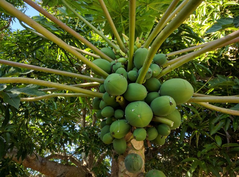 4 Female papaya.jpg