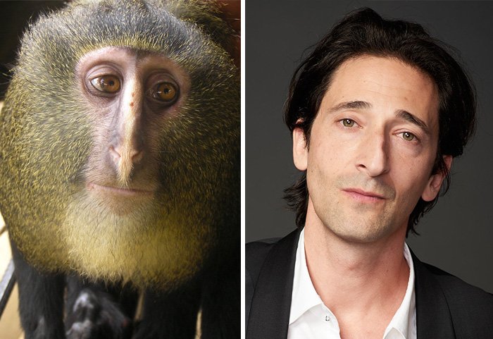 celebrity-look-alikes-animals-40__700.jpg