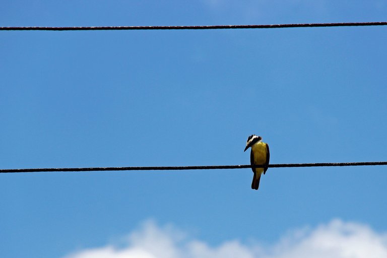 Bird on a Wire.jpg