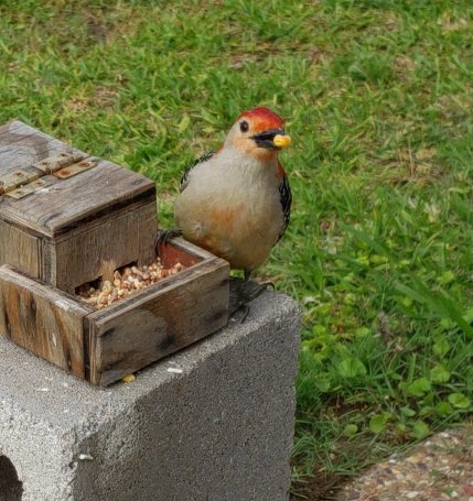 birds_89_red bellied_woodpecker_Melanerpes_carolinus.jpg