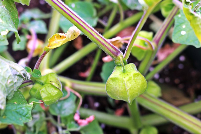 ground cherries.jpg