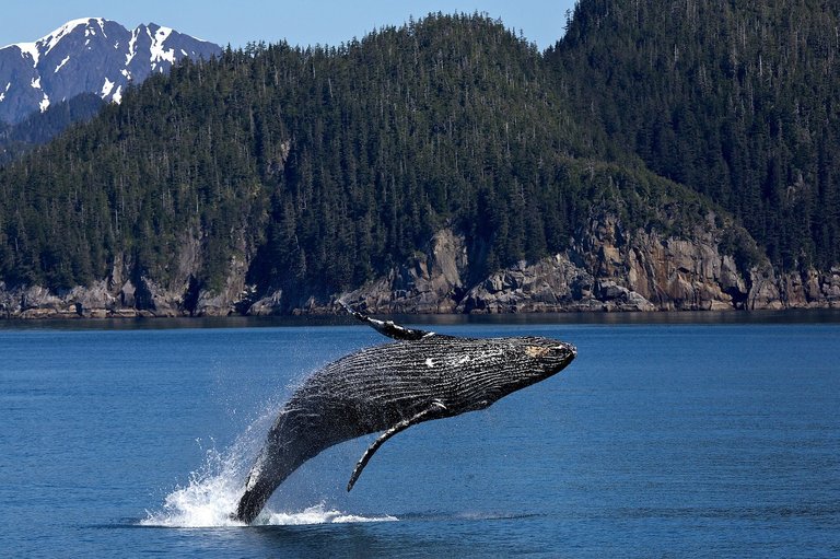 humpback-whale-1984341_1280.jpg