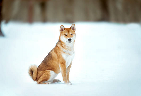 Inu.png