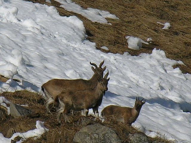 Markhor-at-Kazinag-National-Park-Kashmir.jpg