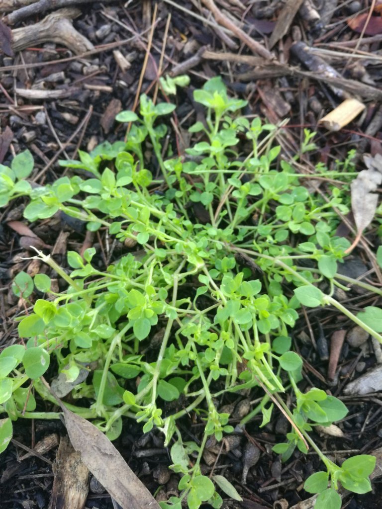 chickweed 1.jpg