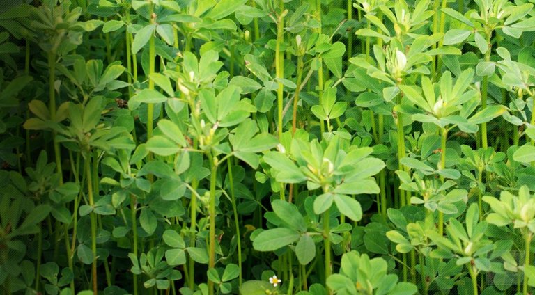 fenugreek.jpg