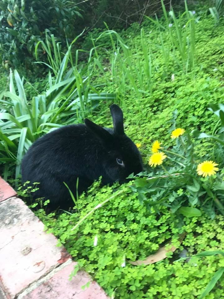 onyx in flowers.jpg