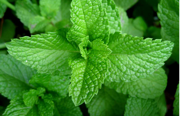 stevia.png