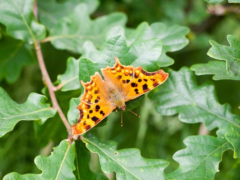 Polygonia c-album.jpg