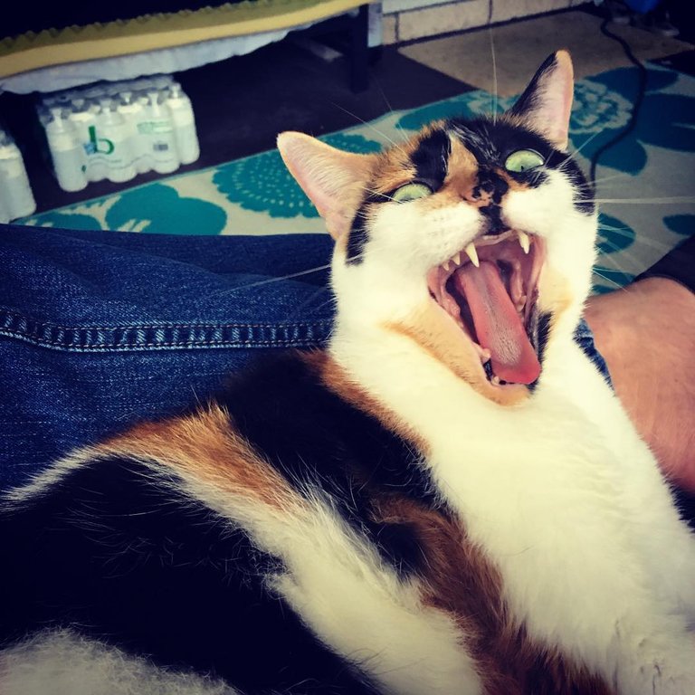 yawwwwwn.jpg