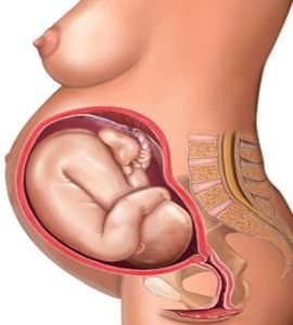 36-weeks-pregnant-fetus.jpg