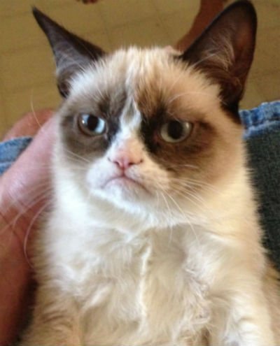 Grumpy-Cat.jpg