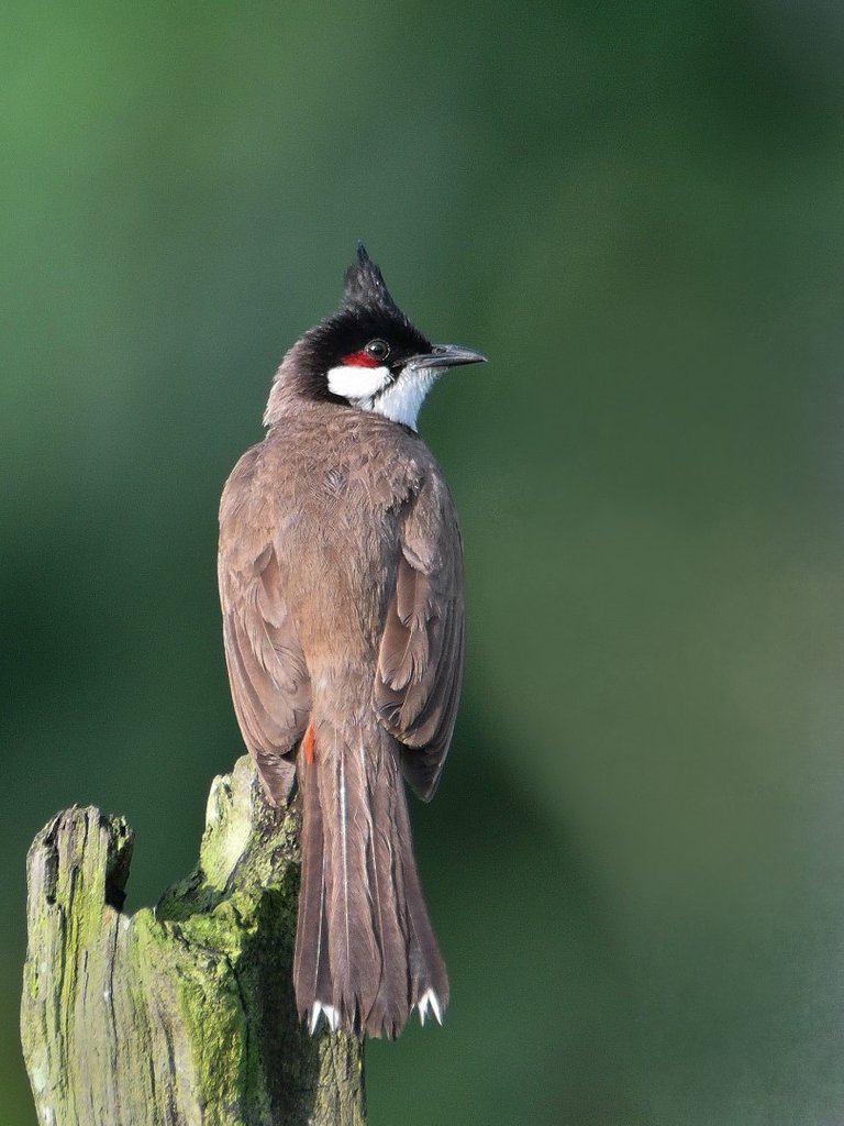 Red-whiskered Bulbul 红耳鹎.jpg