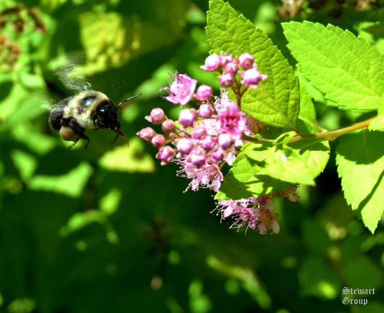 Bee In Flight.JPG