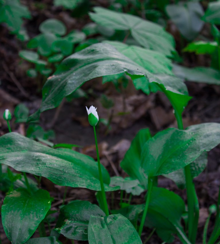 ramson (1 von 1)-10.jpg