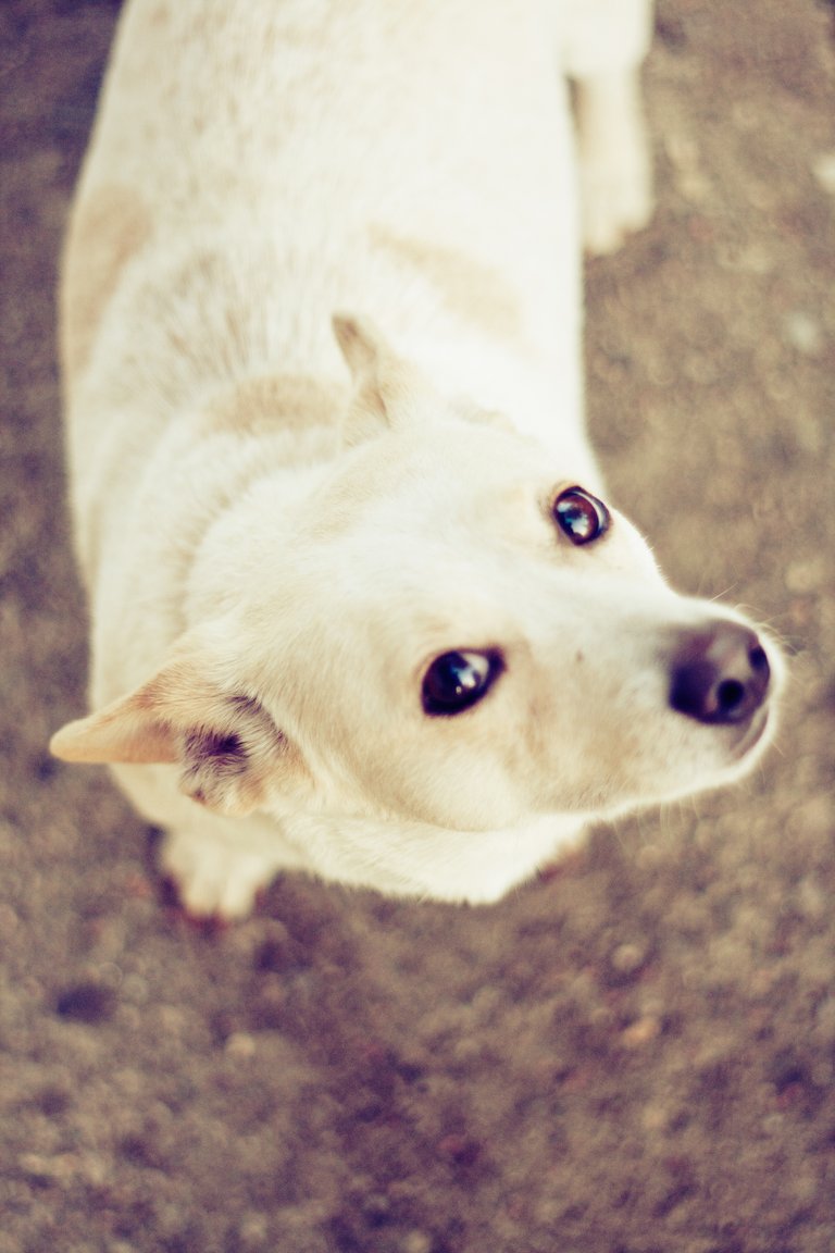 dog-pet-cute-eyes-5575.jpg