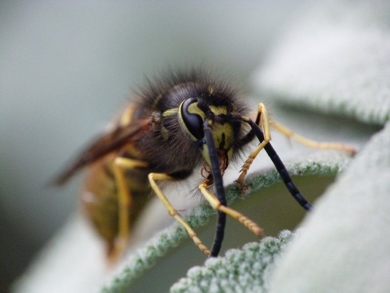 wasp grooming.jpg