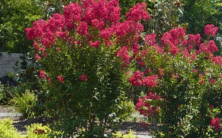 red-rocket-crape-myrtle-lagerstroemia-indica-red-rocket-c394506e118384693a683a7aa7e8abb0f-1.jpg