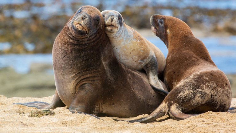 sea-lions-1600b.jpg