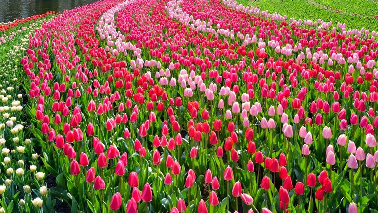 keukenhof-57.jpg