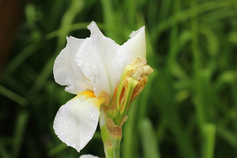 iris-3404103_960_720.jpg