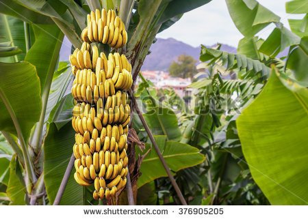 stock-photo-banana-tree-with-bunch-of-growing-ripe-yellow-bananas-plantation-rain-forest-background-376905205.jpg