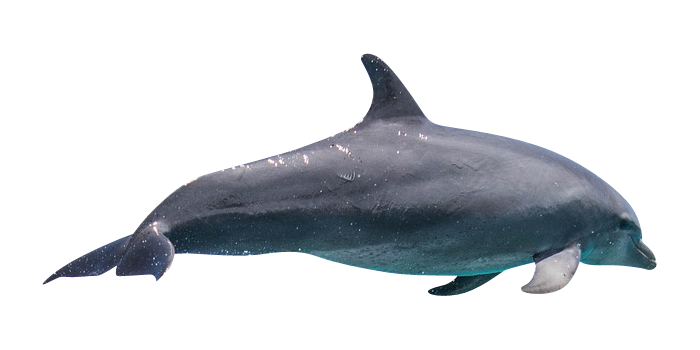 dolphin-whatever.png