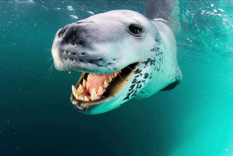 leopard-seal-08.jpg