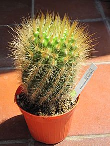 220px-Parodia_penicillata.JPG