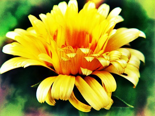 calendula.jpg