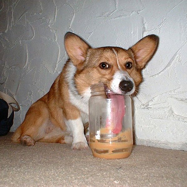 peanut butter dog.jpg