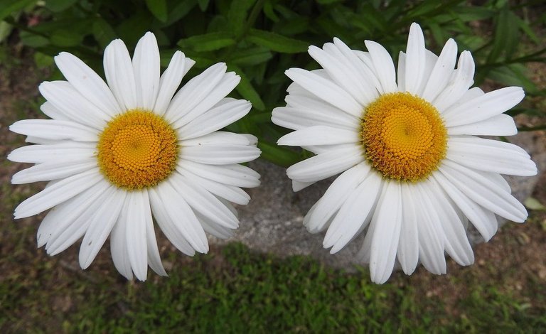 12. Pair of Daisies.jpg