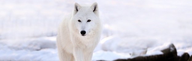 Arctic-Wolf_200.jpg