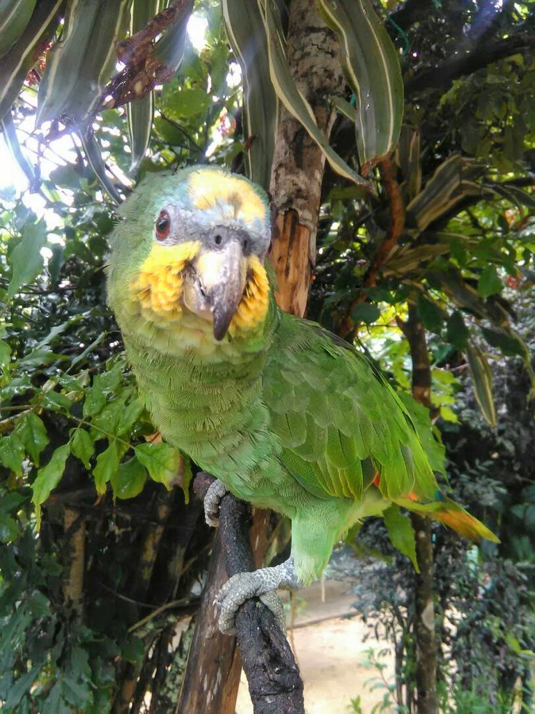 Ruperta The parrot.jpeg