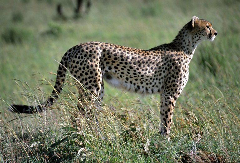 Female_Cheetah_%28Acynonyx_jubatus%29_%288292038736%29.jpg