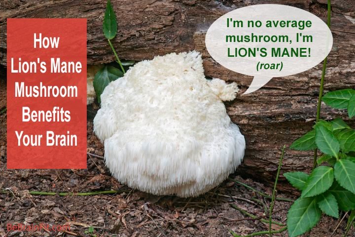 lions-mane-mushroom-main-720x480.jpg