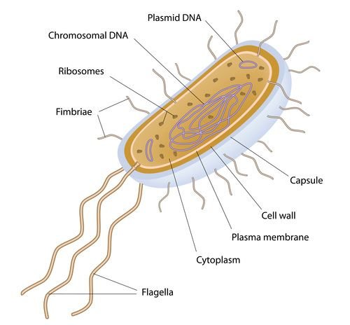 bacterium_labeled.jpg