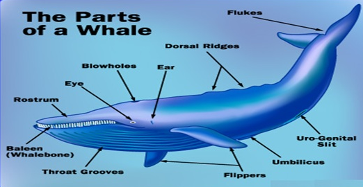 parts of blue whale.PNG