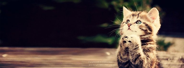 cute-kitty-facebook-cover.jpg