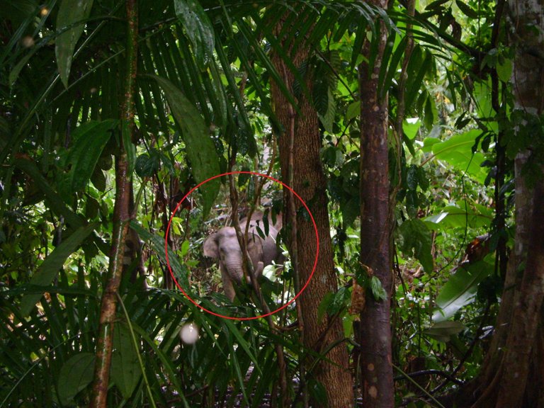 Gajah di balik pohon.jpg