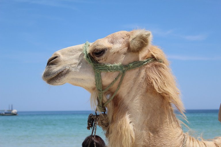 camel-2442371_1280.jpg