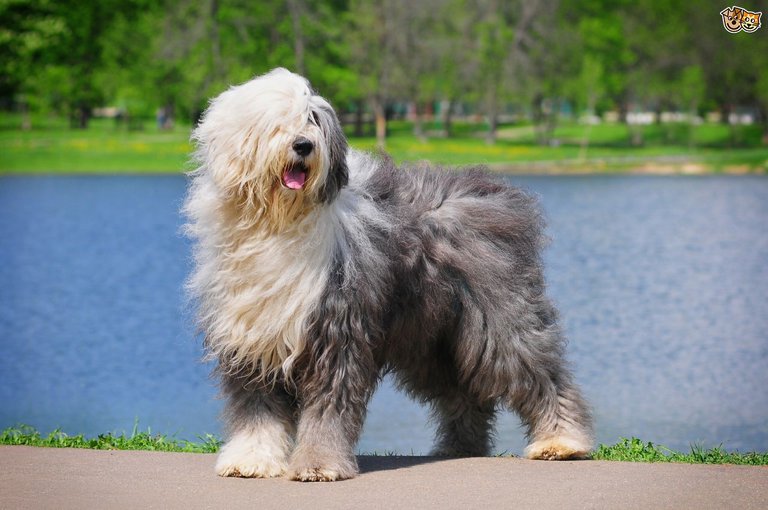 Old English Sheep Dog.jpg