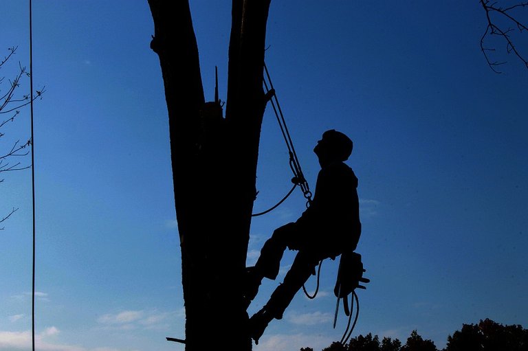 tree-service-1059484_960_720.jpg