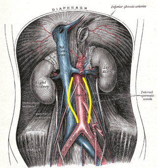 Aortadiagramgray.png