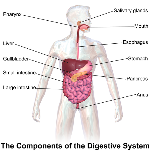 Blausen_0316_DigestiveSystem.png