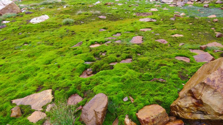 "Green Thursday out of Orange Wednesday", photography by @eric-boucher.jpg